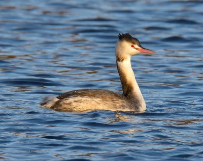Great-crested Grebe 
