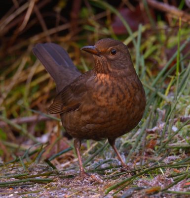 Blackbird (female) 