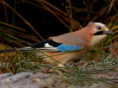 Jay 