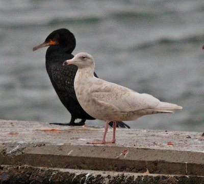 Glaucous Gull 