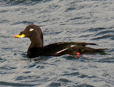 Velvet Scoter 