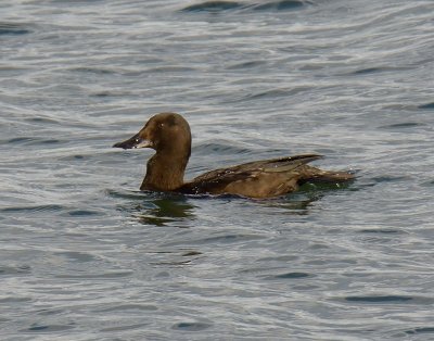 Velvet Scoter (female) 
