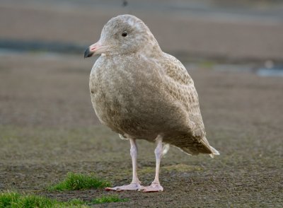 Glaucous Gull