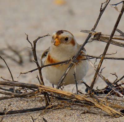 Snow Bunting 