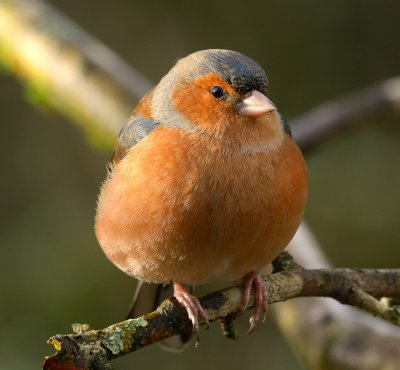 Chaffinch 