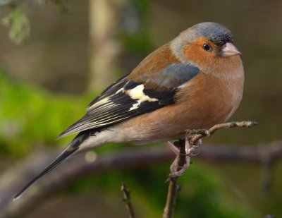 Chaffinch 