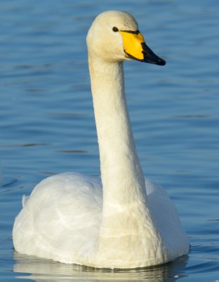 Whooper Swan 