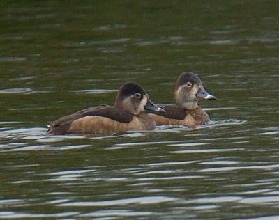 Ring-necked Duck (females) 