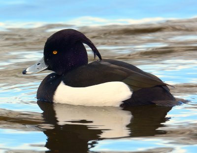 Tufted Duck 