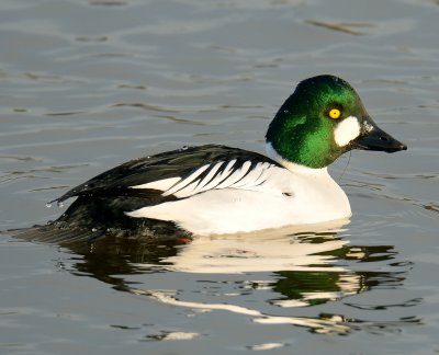 Goldeneye 