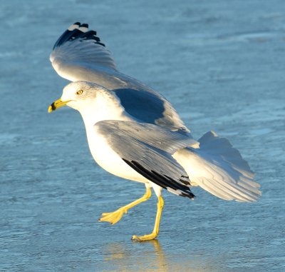 Ring-billed Gull 