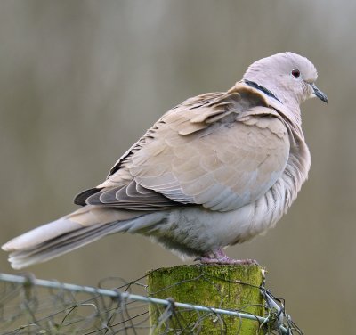 Collared Dove 