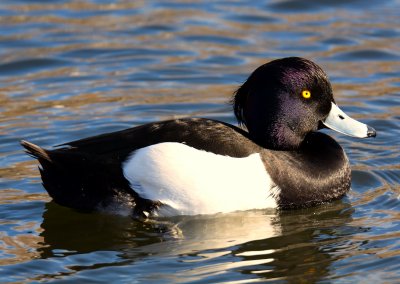 TUFTED DUCK