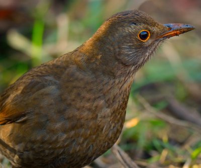Blackbird 