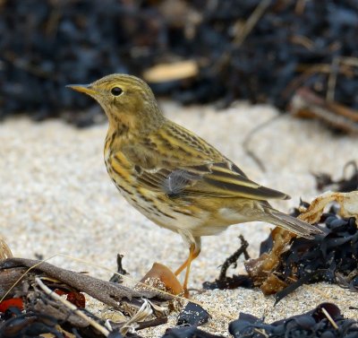 Meadow Pipit 