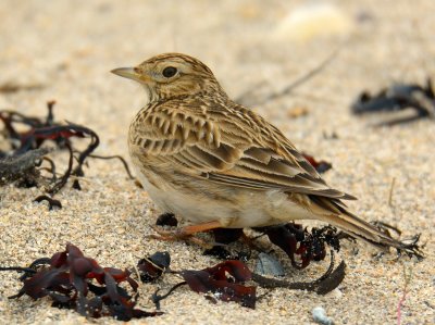 Skylark 