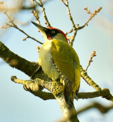 Green Woodpecker 