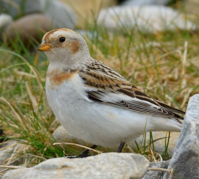 Snow Bunting 