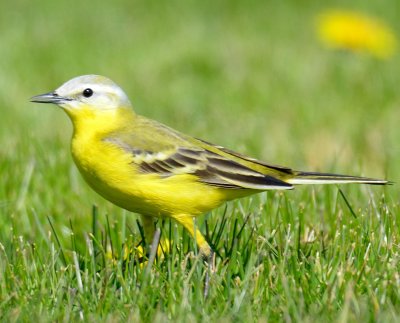 (Chanel) Wagtail 