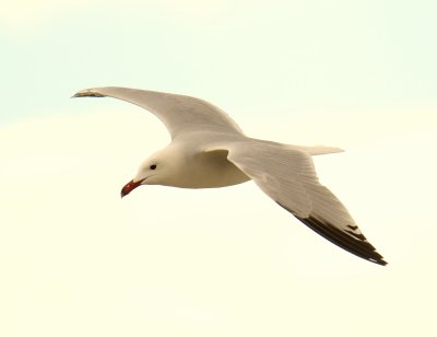 Audouin's Gull 