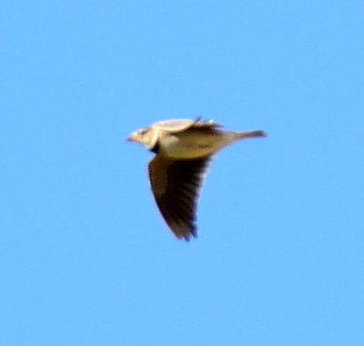 Calandra Lark 