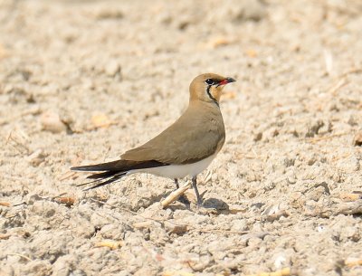 Collared Pratincole 