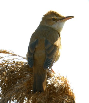 Great-Reed Warbler 