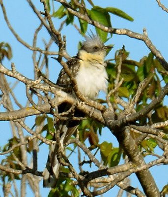 Great-spotted Cuckoo 