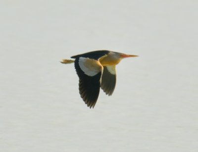 Little Bittern 