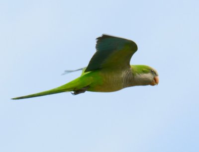 Monk Parakeet 