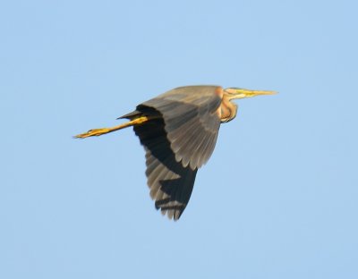 Purple Heron 