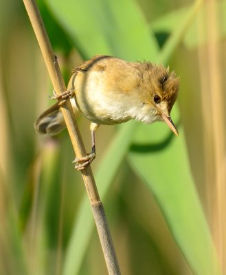 Reed Warbler 