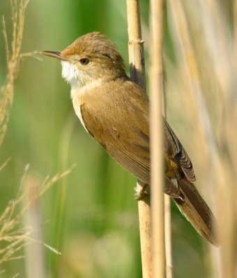 Reed Warbler