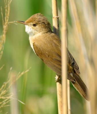 Reed Warbler 