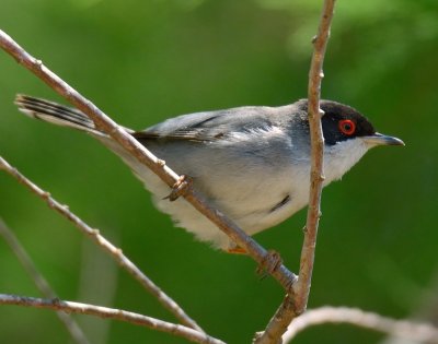 Sardinian Warbler