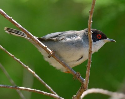 Sardinian Warbler 