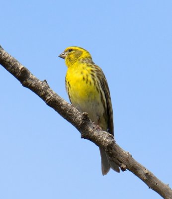 Serin 