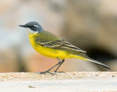 Yellow Wagtail (spanish)