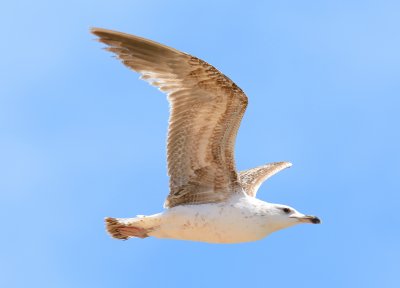 Yellow-legged Gull (1st summer) 