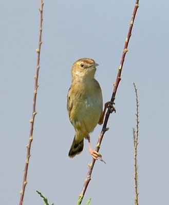 Zitting Cisticola 