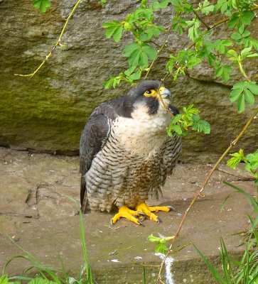 Peregrine Falcon (female)