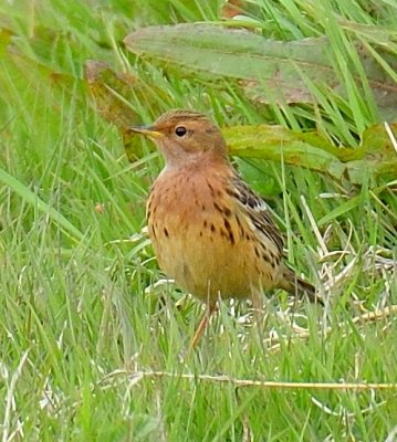 Red-Throated Pipit 