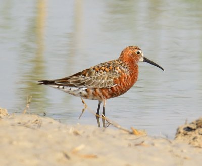 Curlew Sandpiper