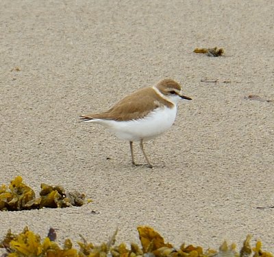 Kentish Plover 