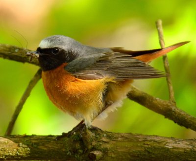 Redstart 