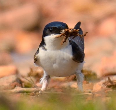 House Martin 