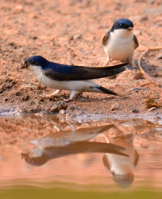 House Martin 