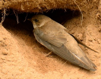 Sand Martin 