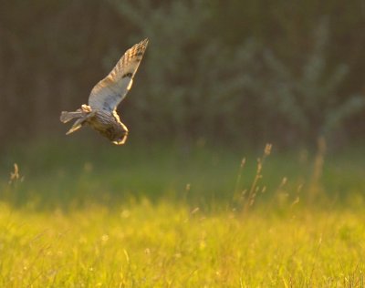 Long-eared Owl 