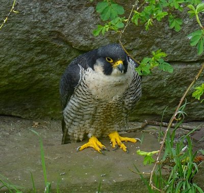 Peregrine Falcon 